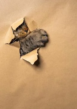 Large striped cat breaking through paper background, showing paw and nose. Mi Stock Photos