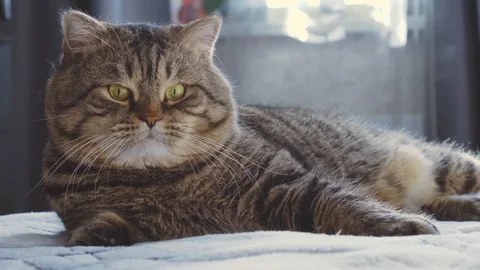 The large striped cat lies on a bed and looks in the camera. Close up. Sunny day 스톡 동영상 86492777