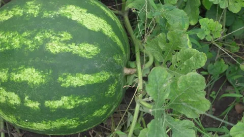 Large striped ripe watermelon grows in garden plot. Stock Footage 248719929