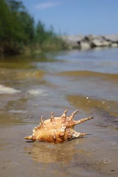A large striped shell on a sandy shore near the sea Stock Photos