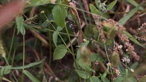 A large striped spider crawls up the grass Stock Footage 118255191