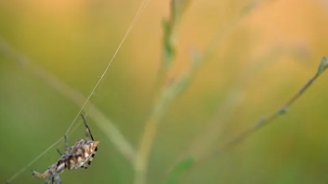 A large striped spider crawls on a web Stock Footage 159645742
