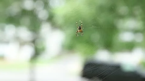 Large Striped Spider Vídeos de archivo 11692346
