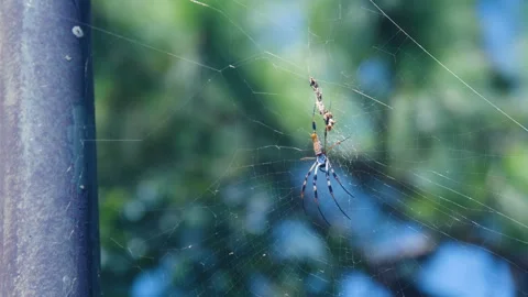 Large Striped Spider on Web connected to Metal Pole Stock Footage 249027343