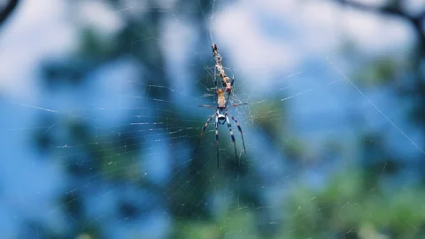 Large Striped Spider on Web in Front of Blowing Trees Stock Footage 249027346
