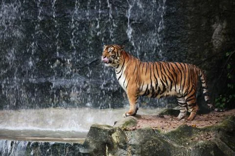 Large striped tiger 스톡 사진
