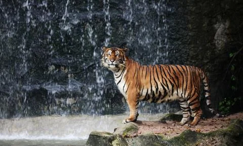 Large striped tiger Stock Photos