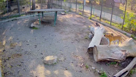 A large striped tiger stands on a tree at sunset and observes nature.. Stock Footage 145059580