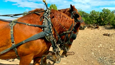 Large Strong Red Draft Horses Stock Footage 161169149