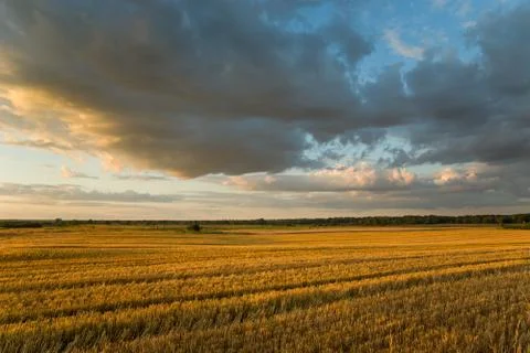 Large stubble and cloudy evening sky illuminated by the sun Stock Photos