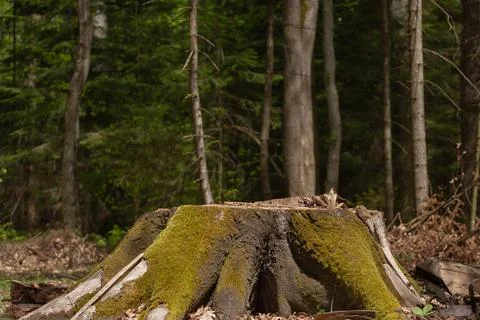 A large stump against the background of a spring forest on a sunny day. Stock Photos