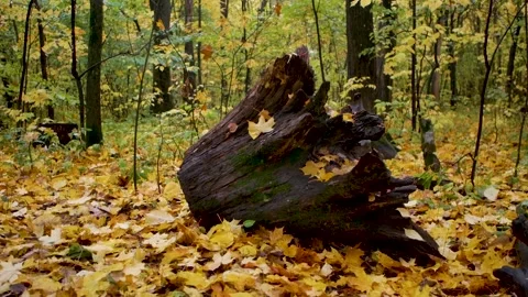 A large stump against the background of yellow autumn leaves in the forest Stock Footage 221780908