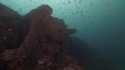 Large stump of anchor with anthias, Secca delle munizioni, Mediterranean sea Stock Footage 108332730