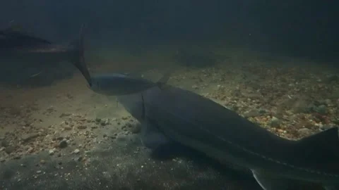 Large sturgeon fish and striped bass swimming in water tank Stock Footage 345941693