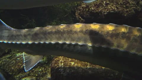 Large Sturgeon fish Stock Footage 257365547