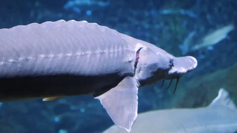 A large sturgeon floating along Stock Footage 299635537