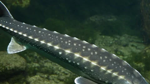 A Large sturgeon  Stock Footage 272818737