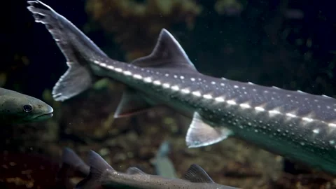 Large sturgeon  Stock Footage 297018977