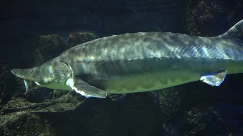 Large sturgeon gliding through aquarium glass Видео 342074974