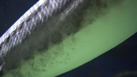 Large sturgeon gliding through aquarium glass 스톡 동영상 342074978