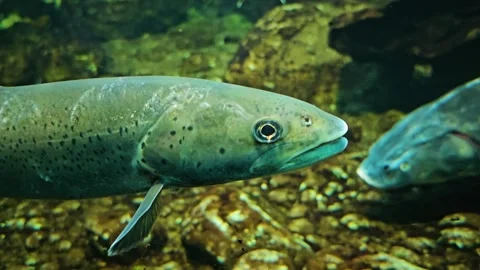 A Large sturgeon with a small trout  Stock Footage 294768521