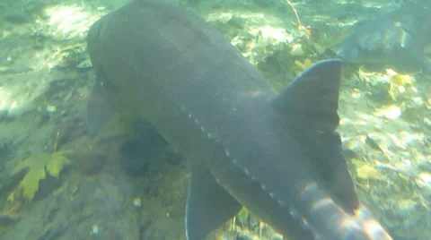 Large Sturgeon Swimming Stock Footage 32254831