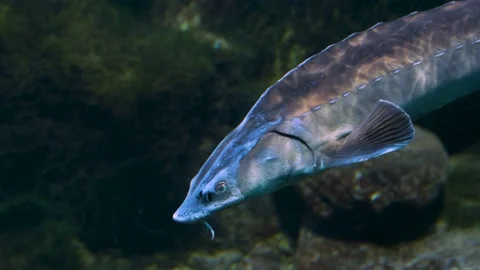  large sturgeon swimming Stock Footage 234170928