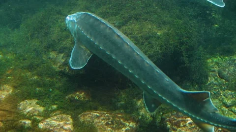A large Sturgeon swimming  Stock Footage 239578155