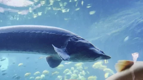 Large Sturgeon Swimming Through Blue Water with School of Fish Vídeos de archivo 336521365