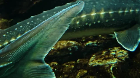 A large sturgeon underwater Stock Footage 294825924