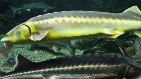Large sturgeons in the pond Stock Footage 224561409