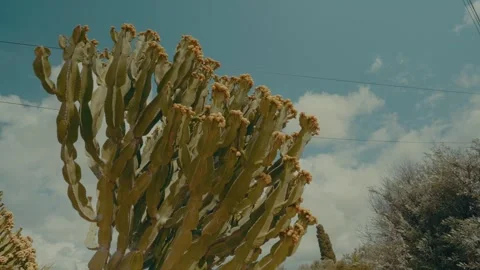 A large succulent with many branches reaches for the cloudy sky Stock Footage 346717163