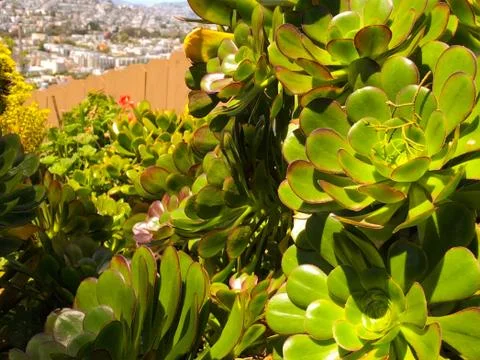 Large Succulent 스톡 사진