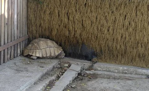 A large Sulcata tortoise with brown shell stands beside a wooden fence in a.. Stock Photos