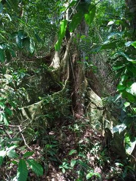Large Sumama trunk and its indentations Stock Photos