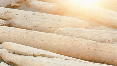 Large sun bleached driftwood logs on dark sand beach Stock-Footage 332407362