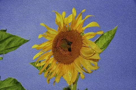 Large Sunflower with bees,. Stock Photos