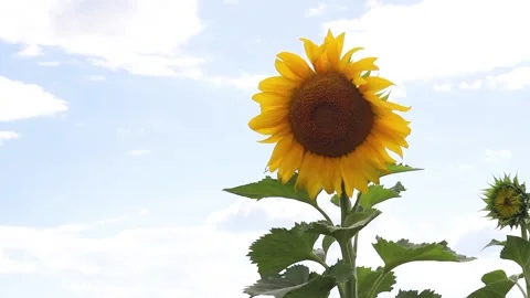 Large sunflower flower on a background of blue sky on a summer day close up Stock Footage 136323841