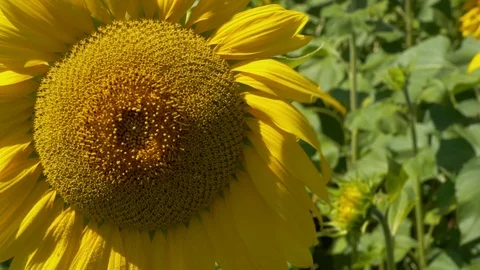 Large sunflower flower Stock Footage 114411948