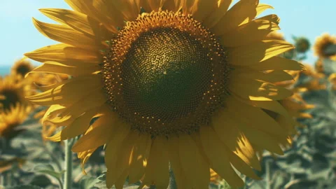 Large Sunflower flower Stock Footage 249650008