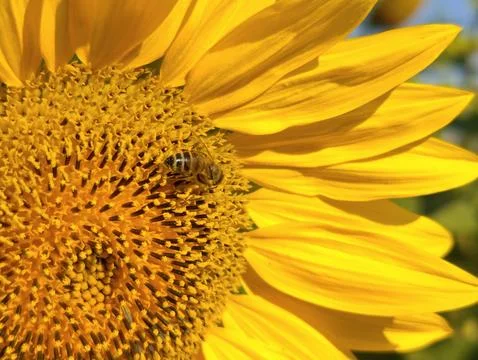 Large sunflower flower Stock Photos