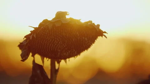 Large sunflower head. Ripe and ready for harvest. Swaying in the wind at sunset Stock Footage
