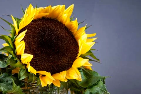Large sunflower Stock Photos