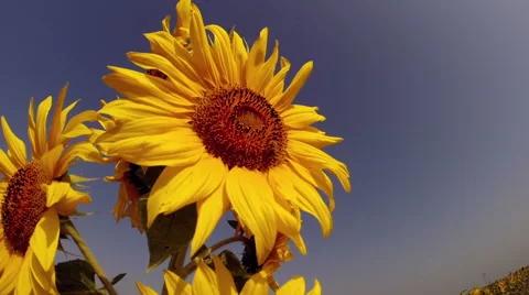 Large Sunflowers With a Bee Stock Footage 44665279