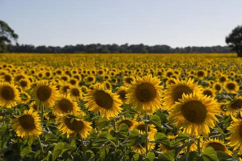 Large Sunflowers Field Stock Photos