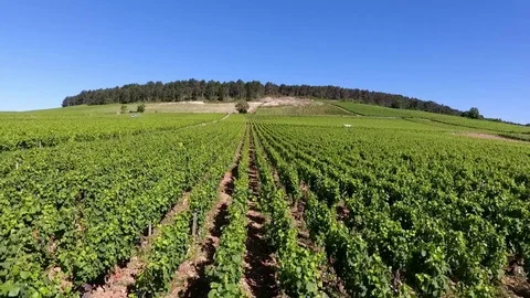 Large sunny vines under blue sky Stock Footage 74087093