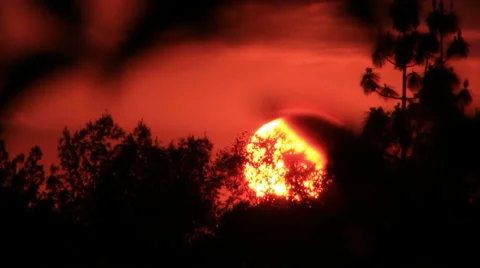 Large sunset behind trees Stock Footage 64273353