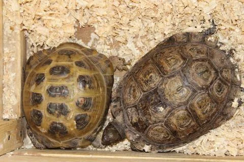A large swamp turtle Stock Photos
