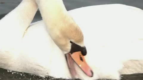 Large swan scratching with his beak - slow motion Stock Footage 22158268
