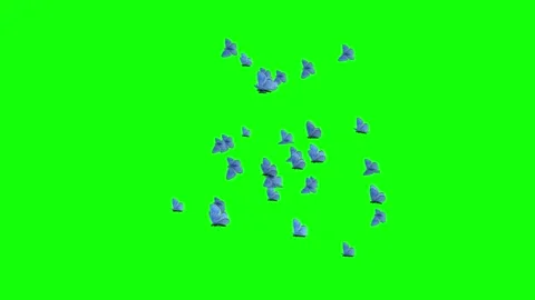 Large Swarm of 33 Blue Adonis Butterflies - Flying Transition - Green Screen Stock Footage 252694261